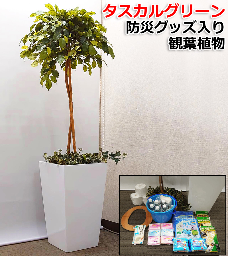 【送料無料】防災グッズ入り観葉植物 防災セット ベンジャミン 高さ170cm タスカルグリーン 簡易トイレ 光触媒 消臭効果 空気清浄 防カビ 防汚 抗菌 抗ウィルス マイナスイオン 防災対策 災害対策 防災用トイレ 非常用トイレ